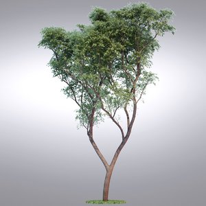 realistic tree 3d max