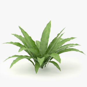 3d model asplenium scolopendrium plants