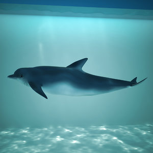 dolphin animation flippers 3d max