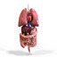 3ds human internal organs intestines