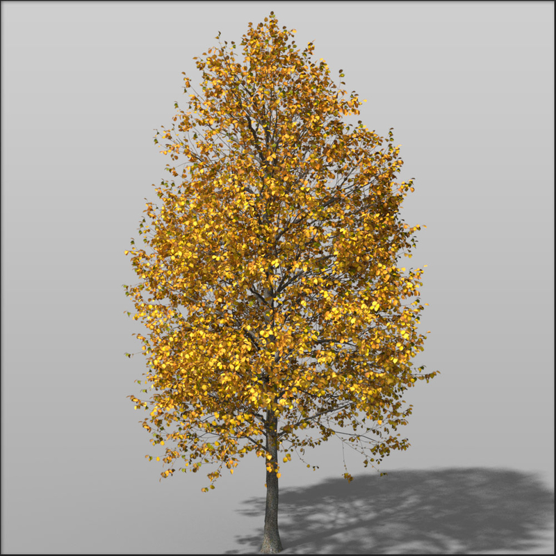 3d plant tree medium hazel