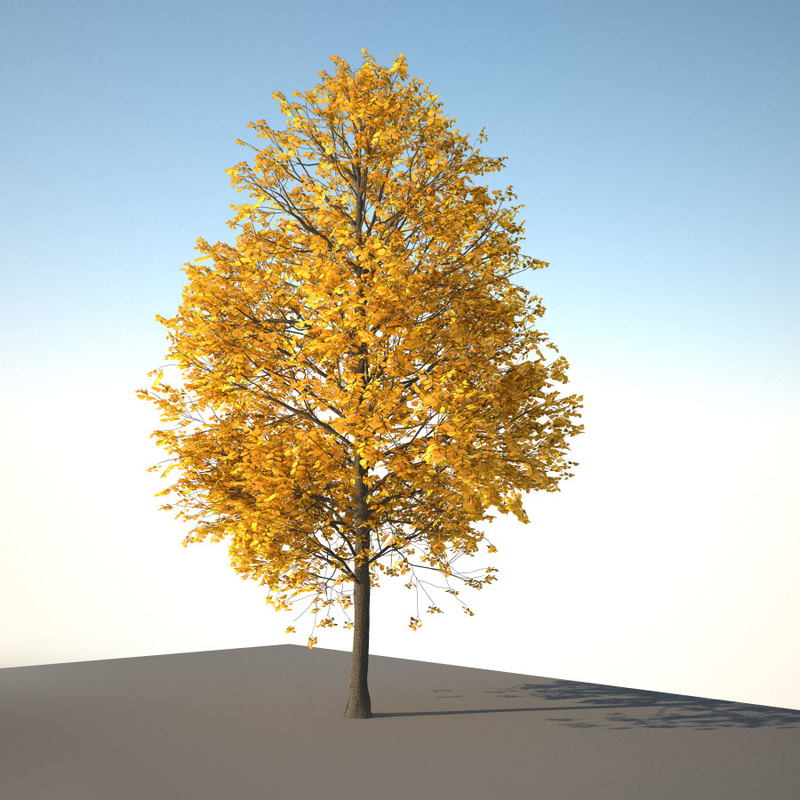 3d plant tree medium hazel