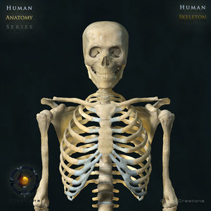 3d human skeleton bone rigged