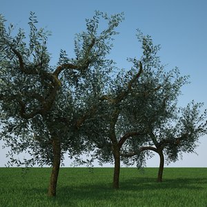 3d model olive trees