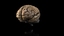 3d brain model