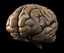 3d brain model