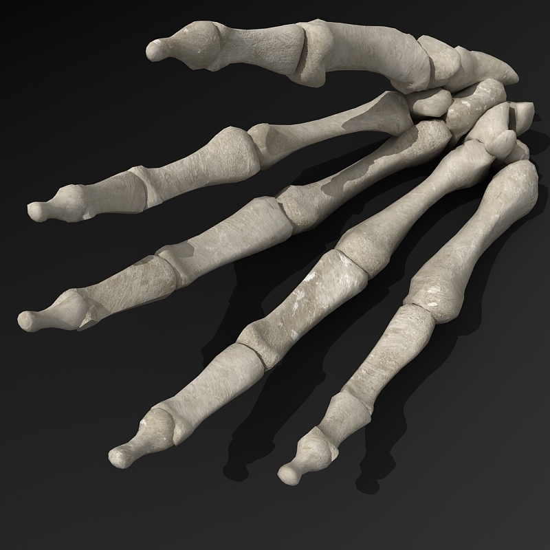 human hand skeleton drawing