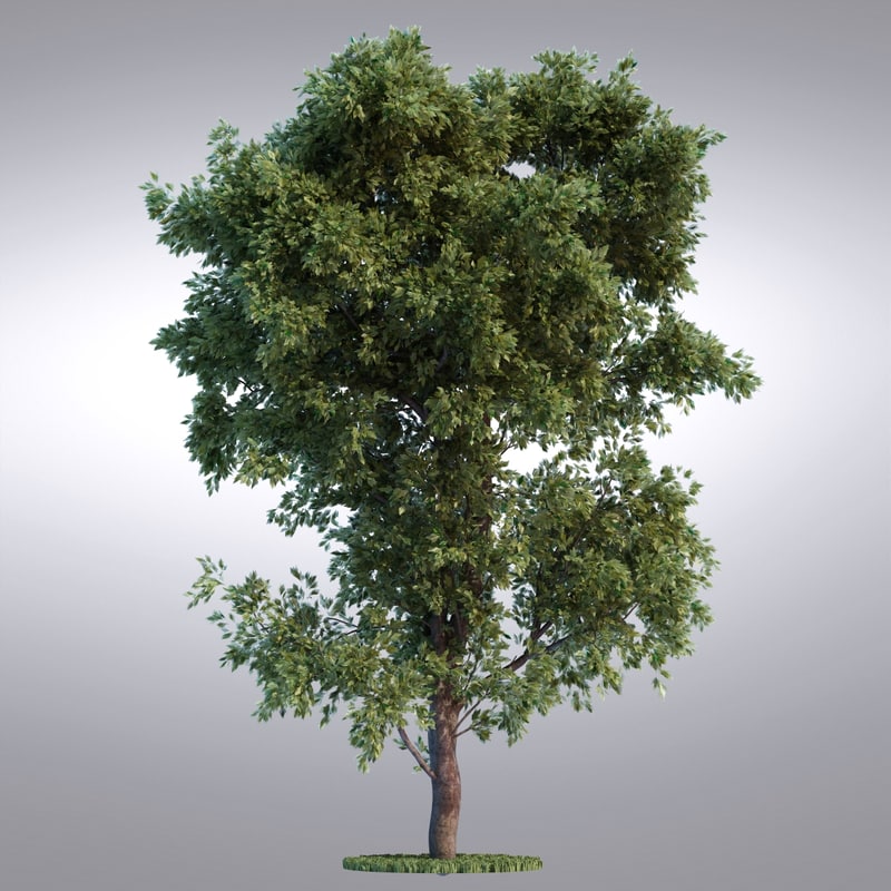 hi realistic series tree 3d model