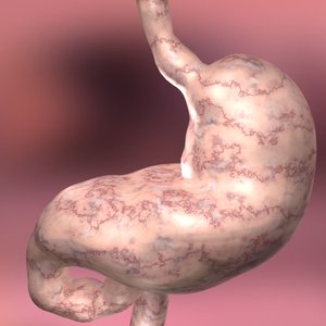 stomach anatomy 3d 3ds