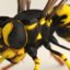 3ds wasp hornet