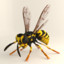 3ds wasp hornet