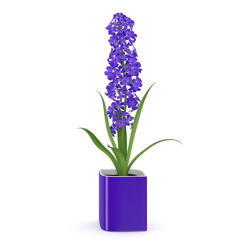  flower  purple  pot 