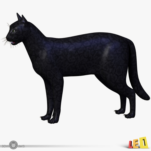 cat anatomy 3d 3ds