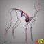 cat anatomy 3d 3ds