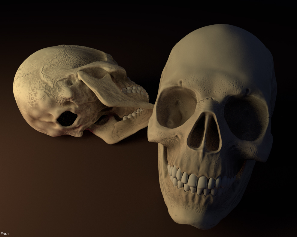 blend jaw skull