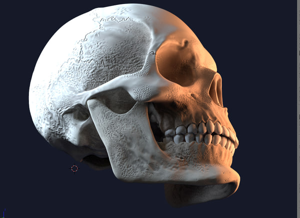 Нижняя челюсть с черепом подвижные. Модель черепа. Череп человека 3d.