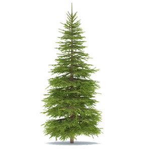spruce max