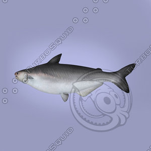 3d model catfish fish pangasiidae