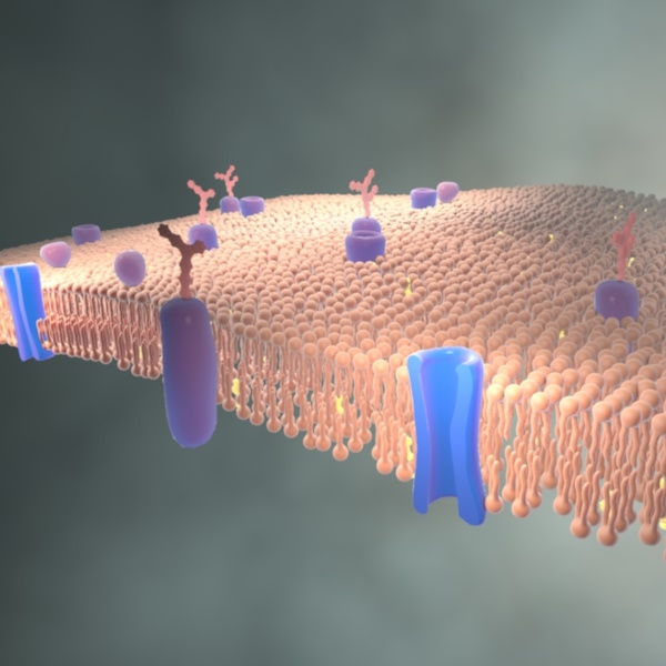 cinema4d lipid proteins