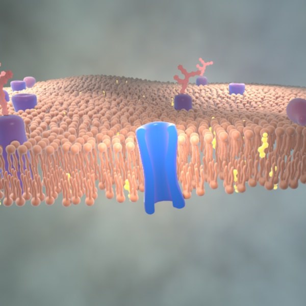 cinema4d lipid proteins