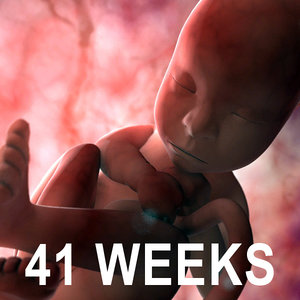 3d model 41 weeks fetus