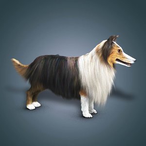 3d model shave collie dog