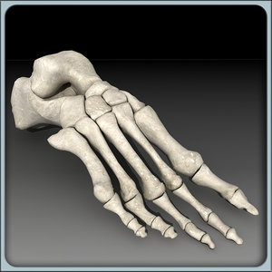foot skeleton 3ds