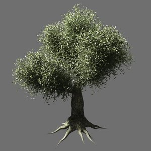 Olive Tree 3d Models For Download Turbosquid