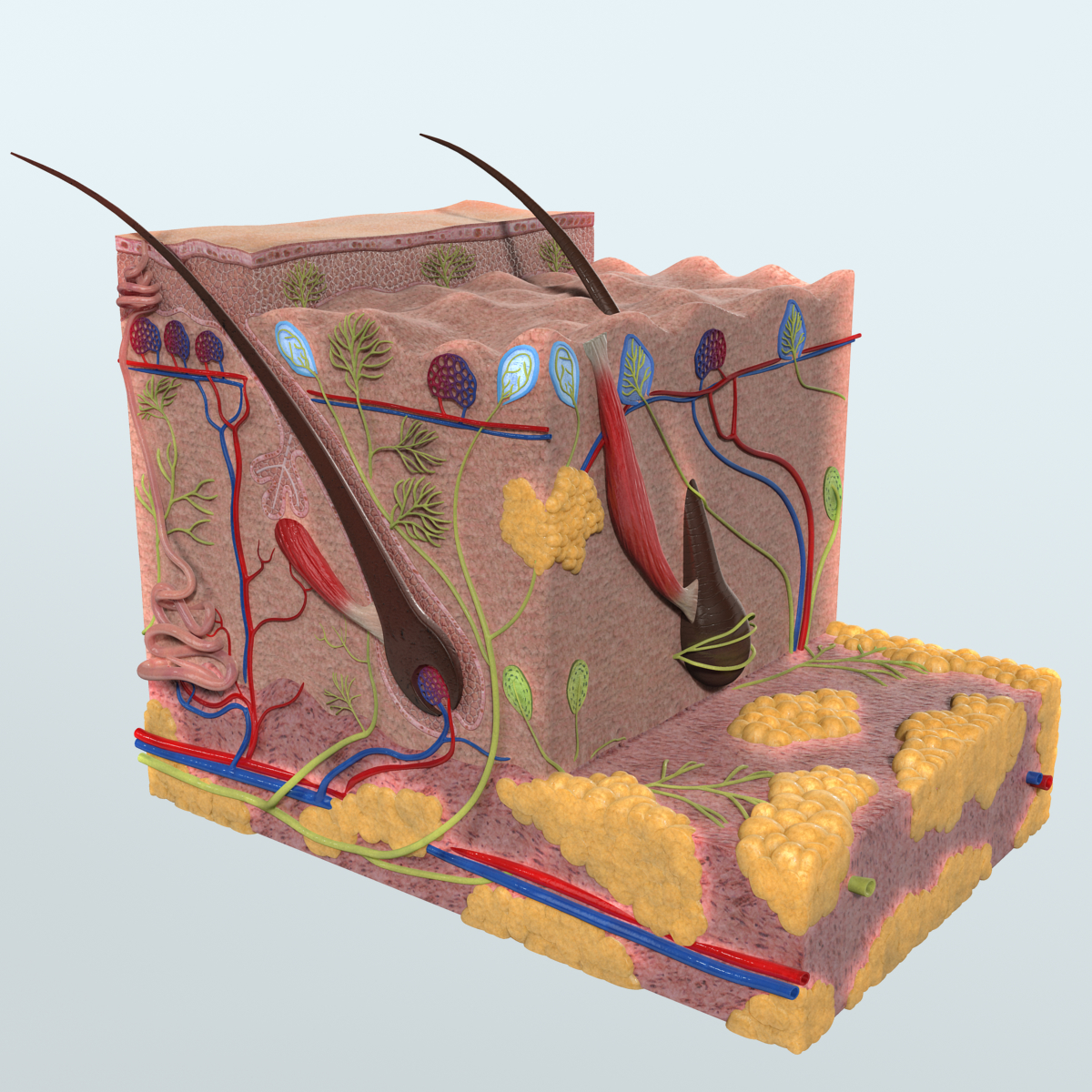 3d model human skin anatomy