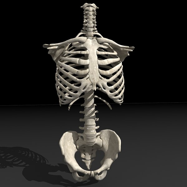 human torso skeleton 3d 3ds