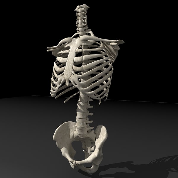 human torso skeleton 3d 3ds