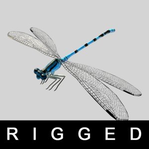 3d model of rigged wings legs