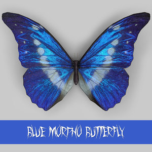 3d morpho blue butterflies model