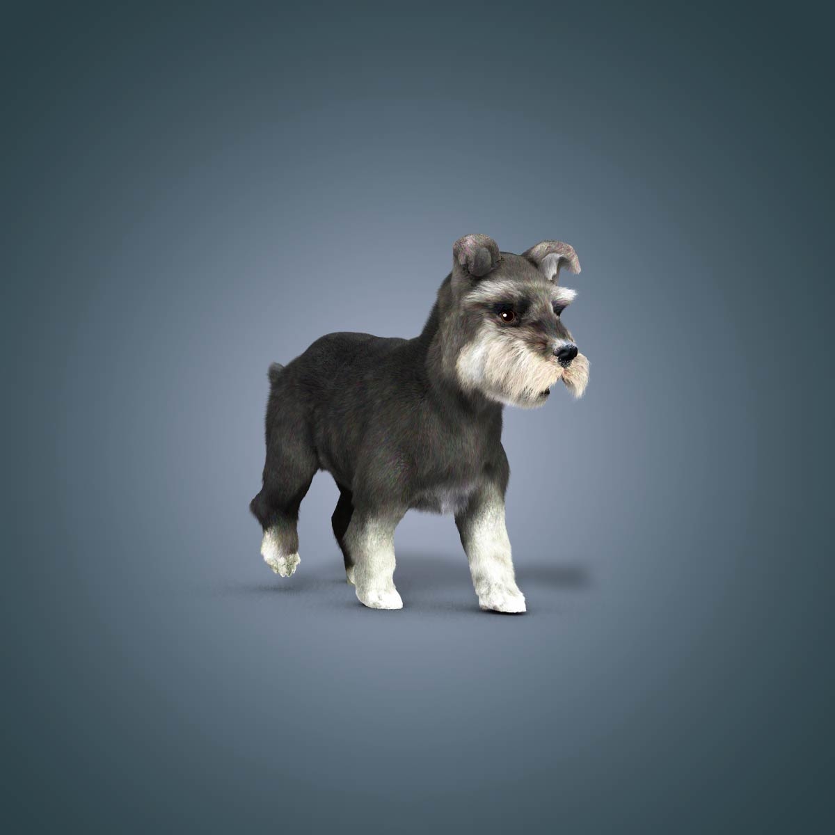 3d animation schnauzer dog model