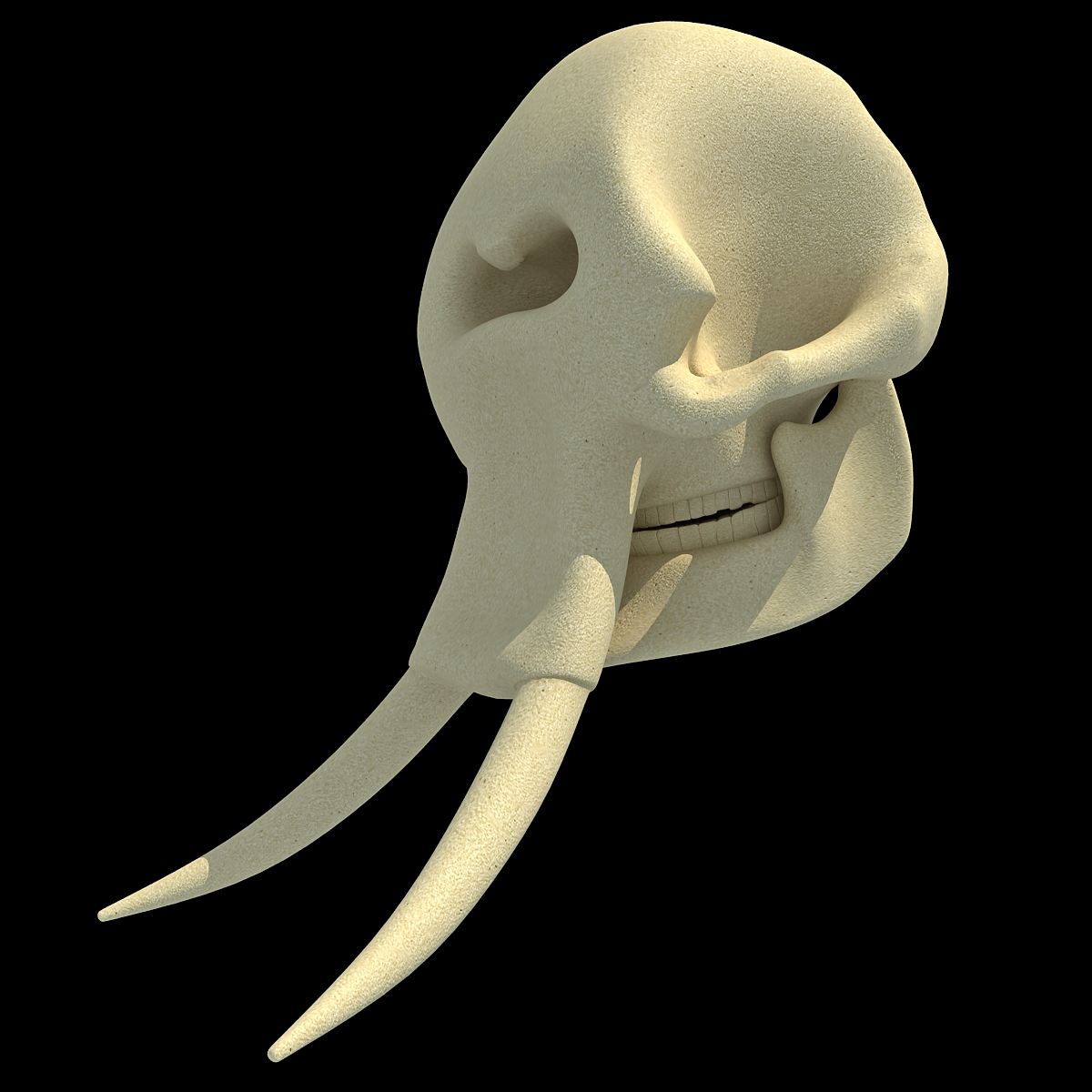 大象头骨3d模型