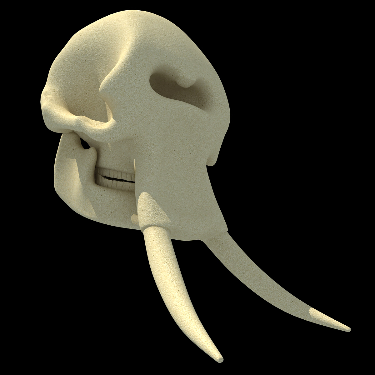 大象头骨3d模型