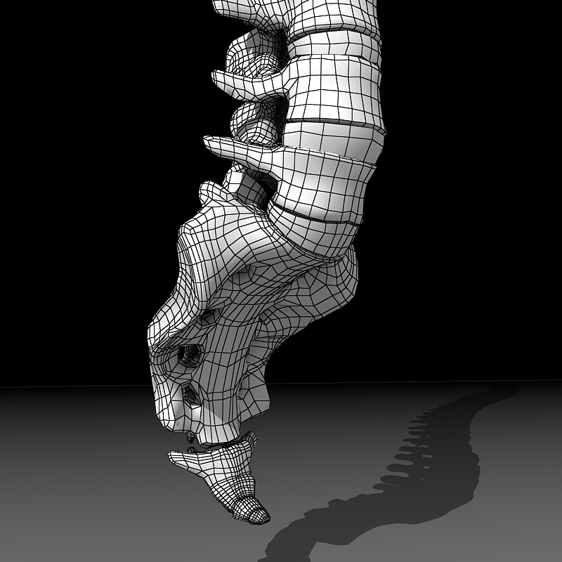 3d model vertebral column skeleton