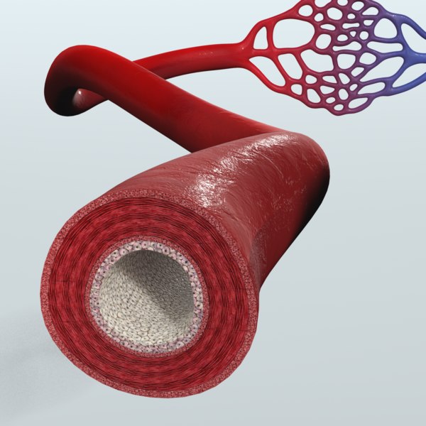 3d Model Human Blood Vessels Anatomy