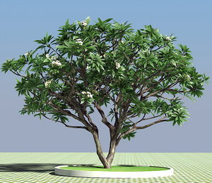 3d frangipani tree model