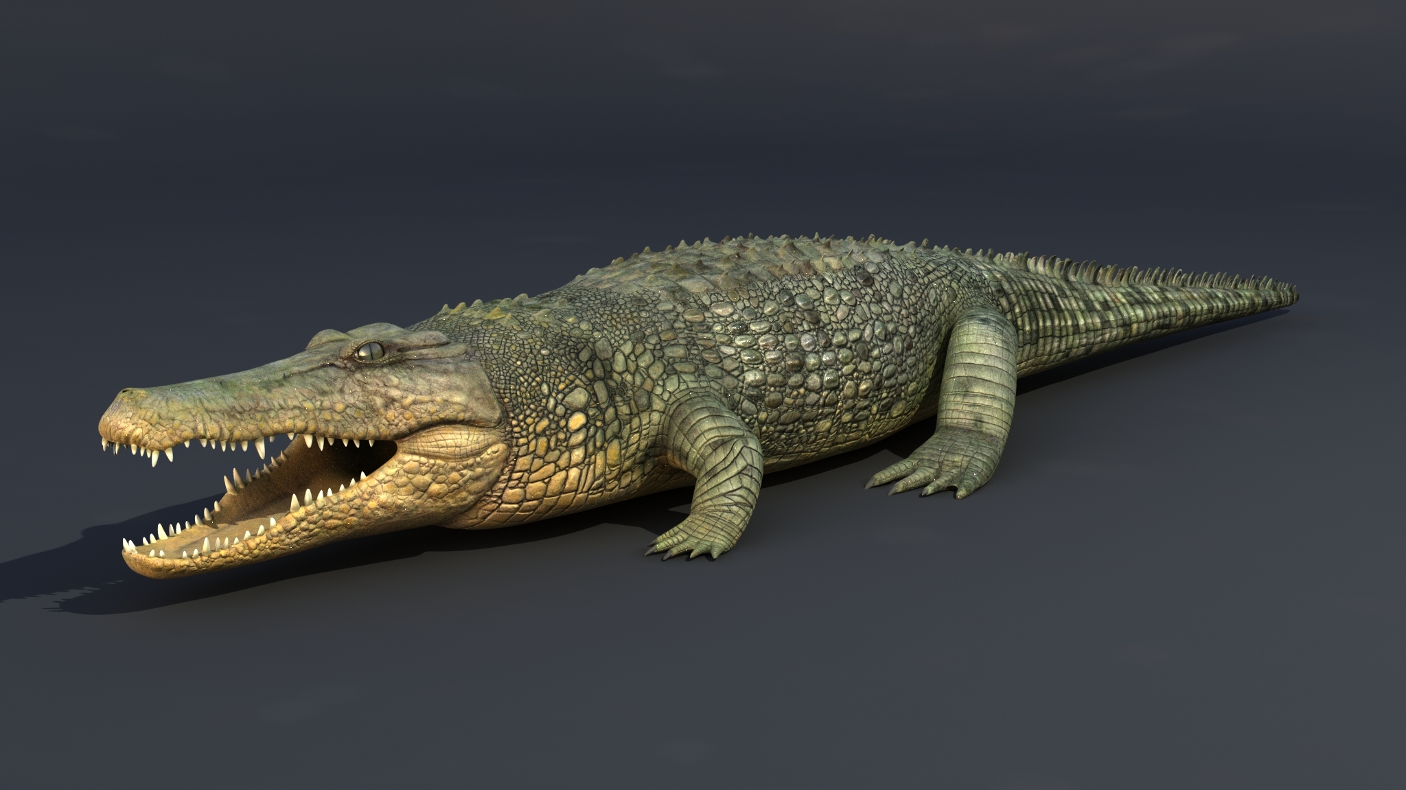 pop max crocodile