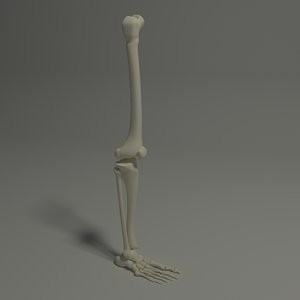 skeleton leg max