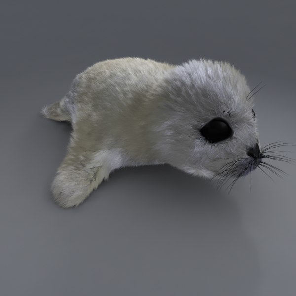 Modele 3d De Bebe Phoque Turbosquid Modele 3d De Bebe Phoque Turbosquid