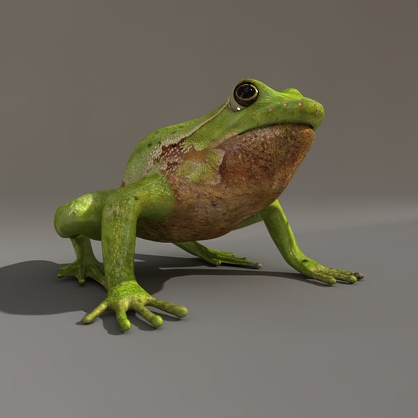 3d model green treefrog