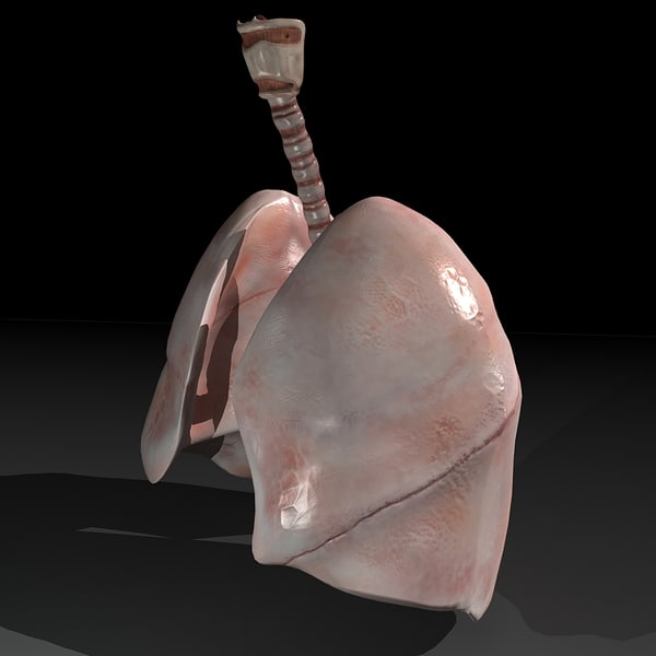 3d model of lungs