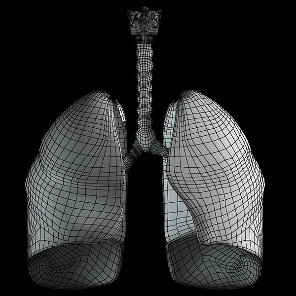 3d model of lungs