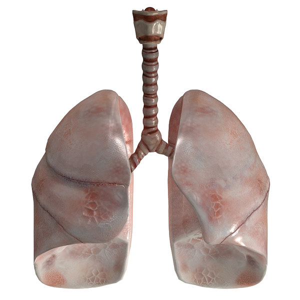 3d model of lungs