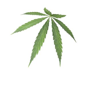 Marijuana 3D Models for Download | TurboSquid