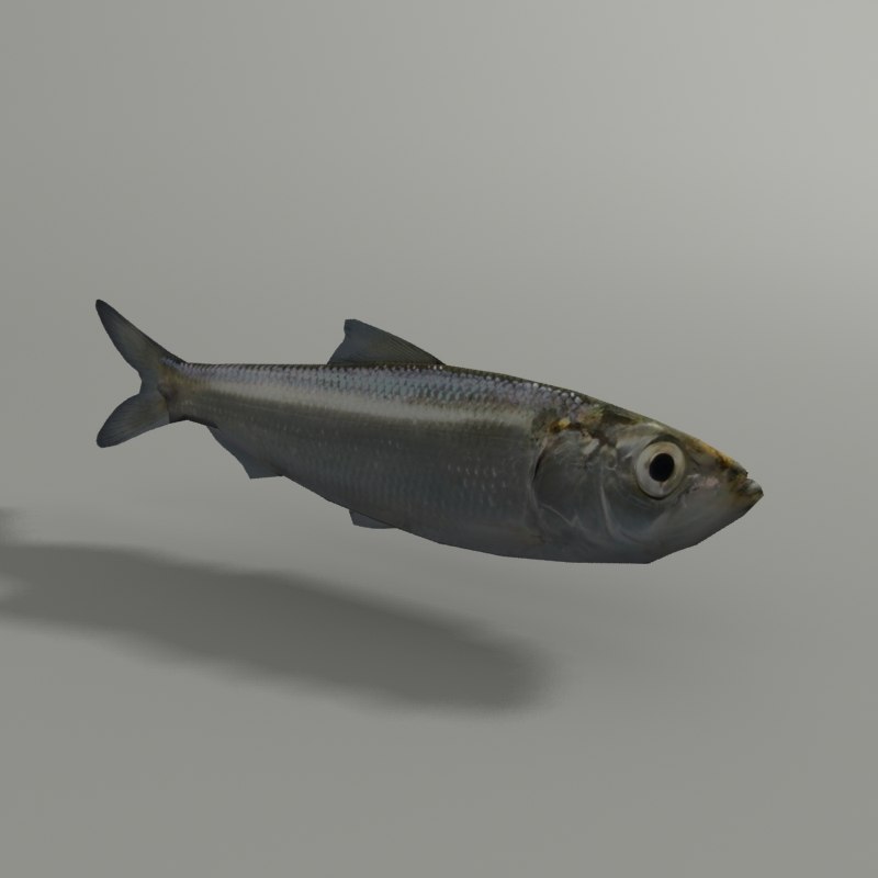 turbosquid.com/preview/2014/07/08__17_45_09/herring1.