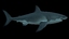 3d obj great white shark