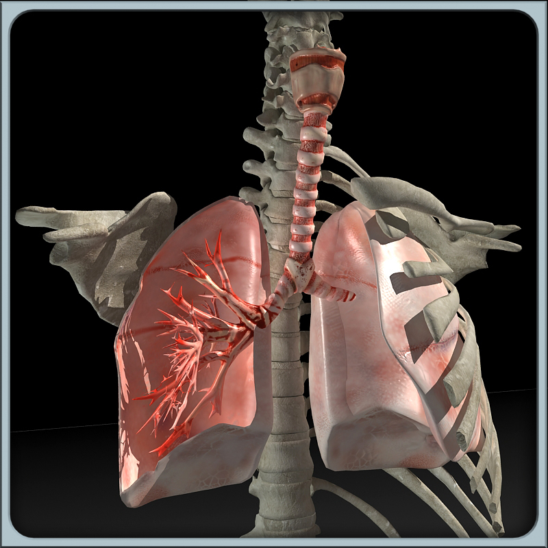 肺和躯干骨骼3d模型